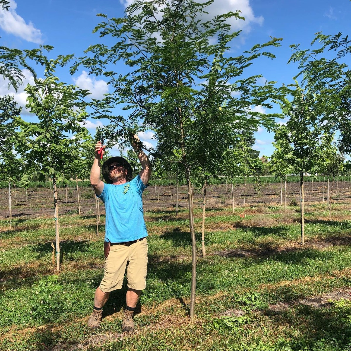 Pruning Honeylocust Trees