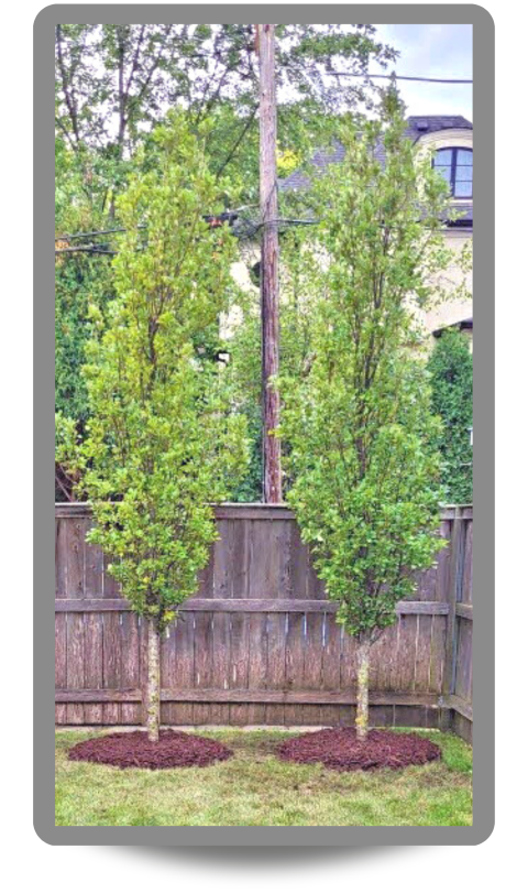 Regal Prince® Oak with light green early spring leaves planted near a fence in a backyard for privacy and screening