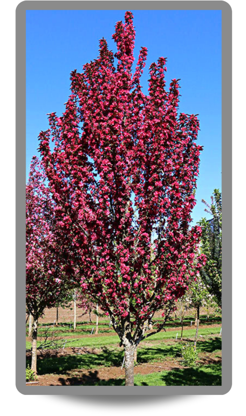 Raspberry Spear® Crabapple with bright pinkish red flowers and upright branching