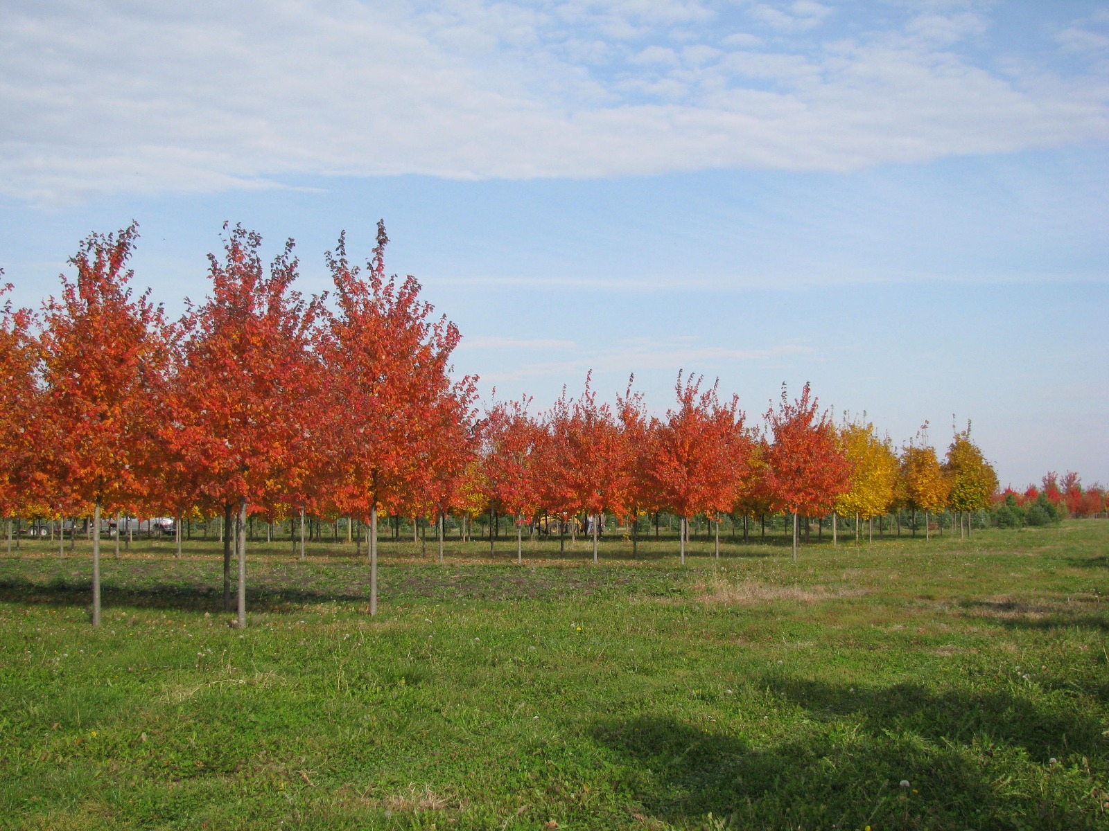 Red Sunset Red Maple in Autumn with Red-orange fall color