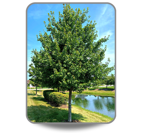Red Maple tree with green leaves planted near a pond and other plants