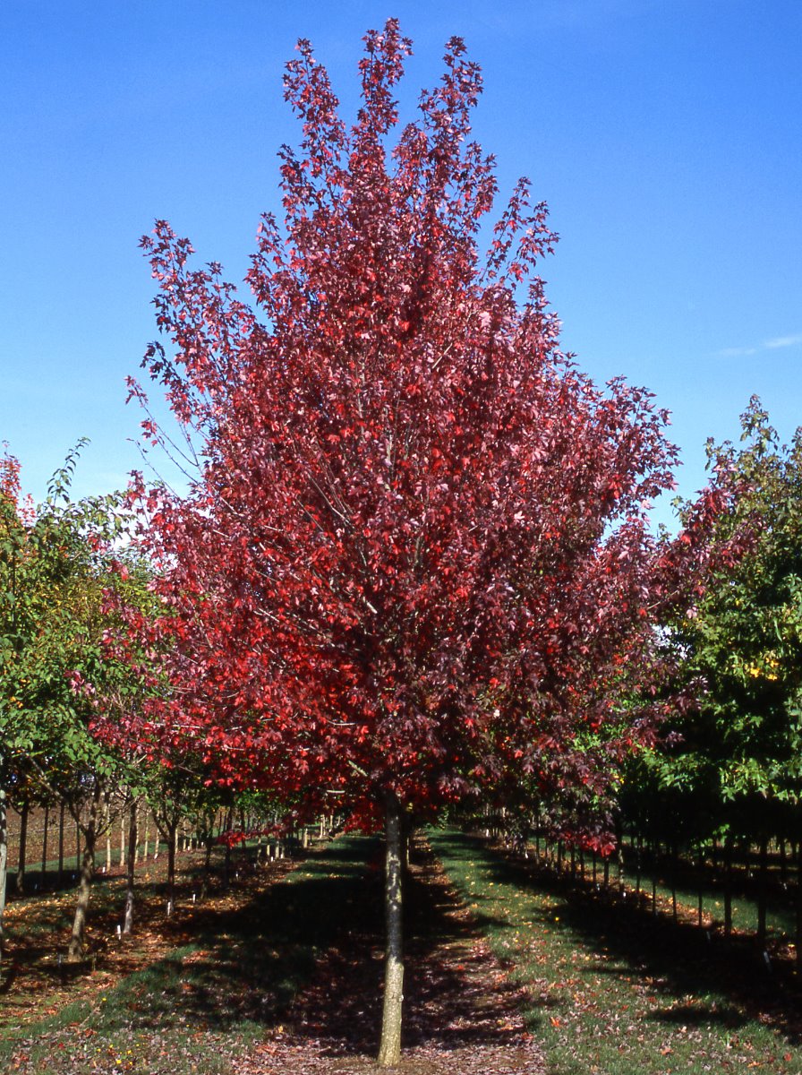 Redpointe Red Maple in Nursry in the Fall with Red color