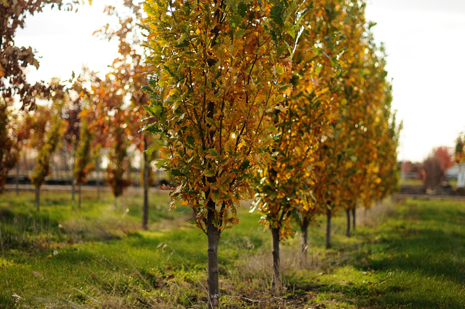 Regal Prince Oak in fall