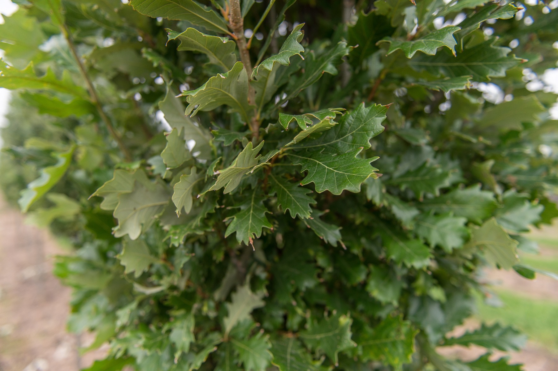 Regal Prince Foliage Closeups