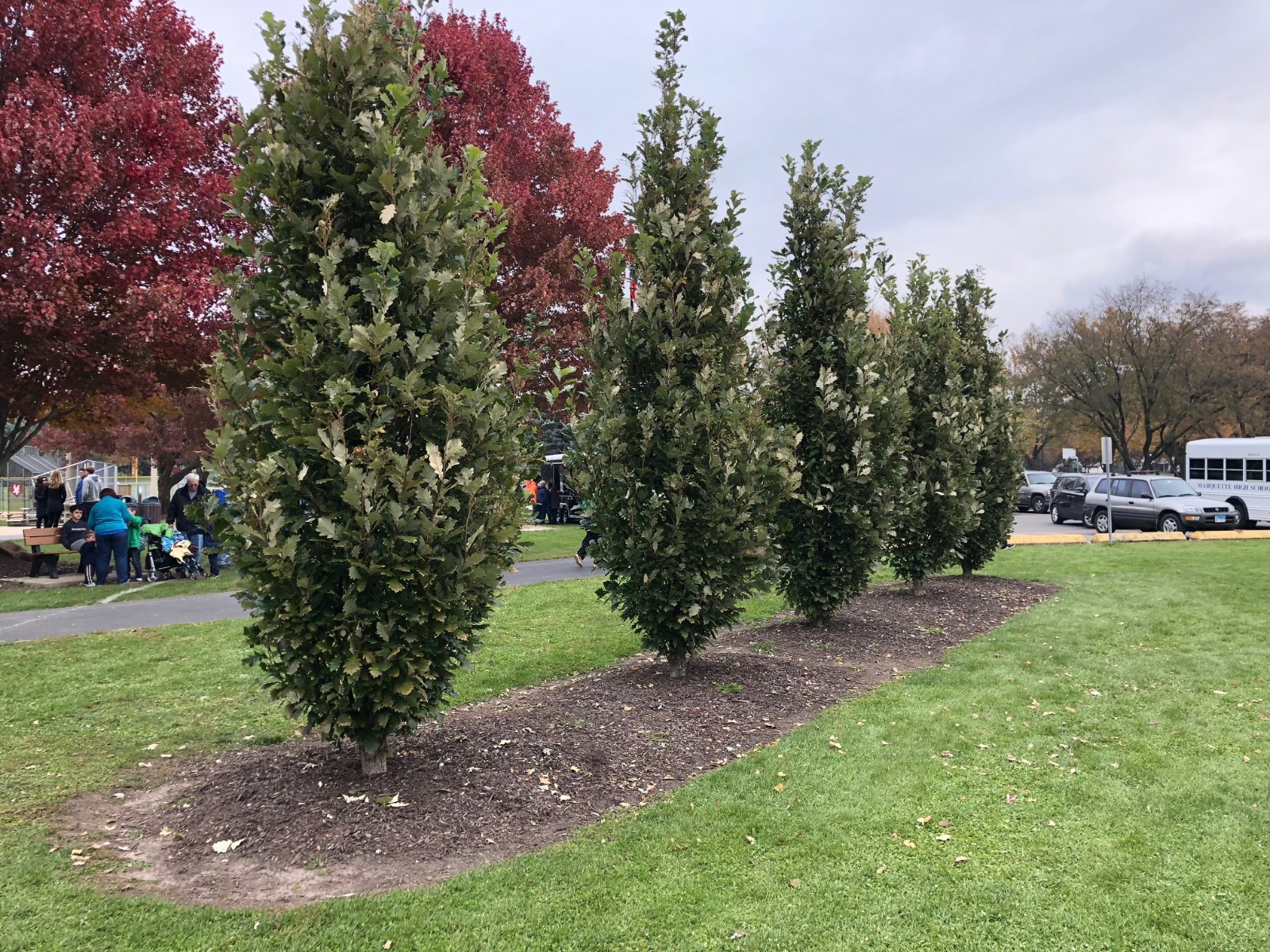 Regal Prince Oak planted in row