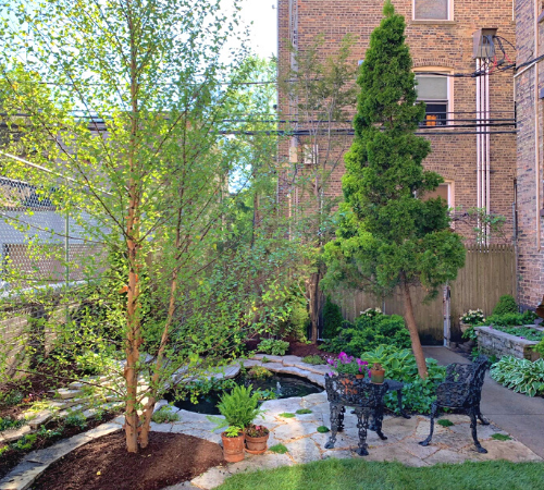 River Birch planted near a patio and garden area in Chicago