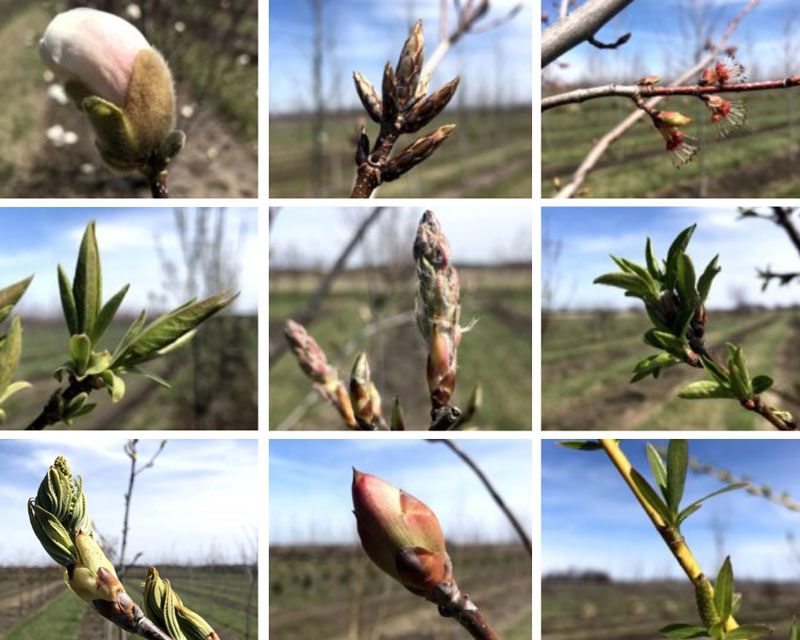 SGN Tree Buds