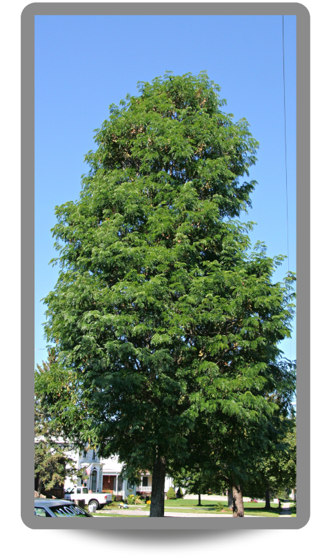 Street Keeper® Honeylocust planted on a parkway with upright oval shape, with small green leaves