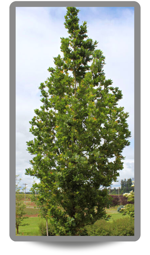 Streetspire® Oak with narrow to columnar upright branching pointing at the top with green leaves