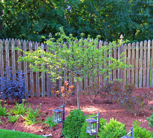 Sargent Tina Crabapple planted in a garden landscape bed.