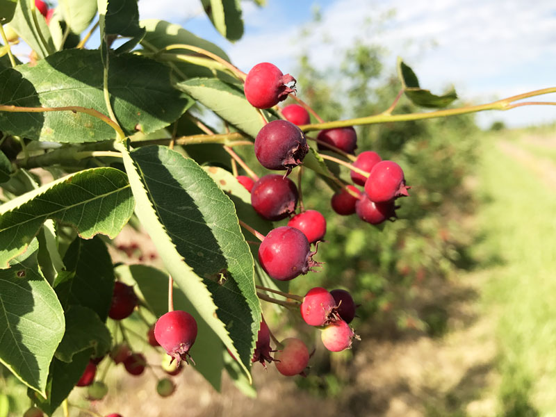 Serviceberry Fruit
