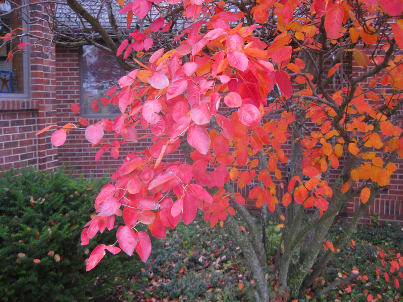 Serviceberry Fall Leaves Closeup