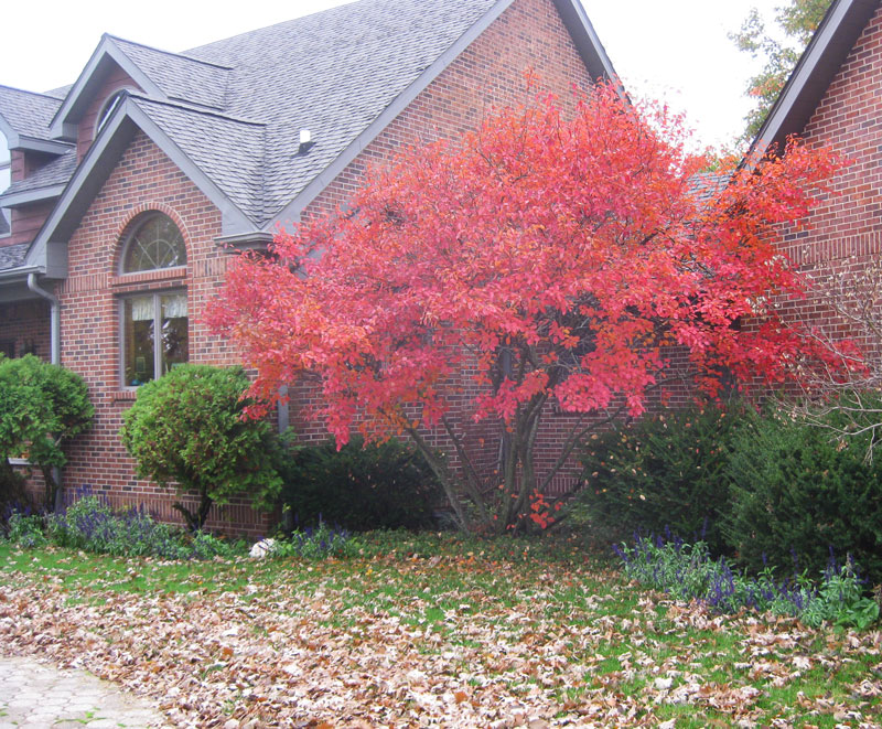 Autumn Brilliance Serviceberry in Fall in front of brick house