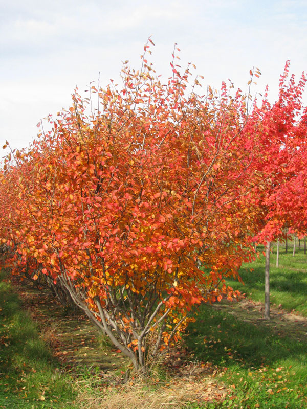 Autumn Brilliance Serviceberry in Fall in the Nursery