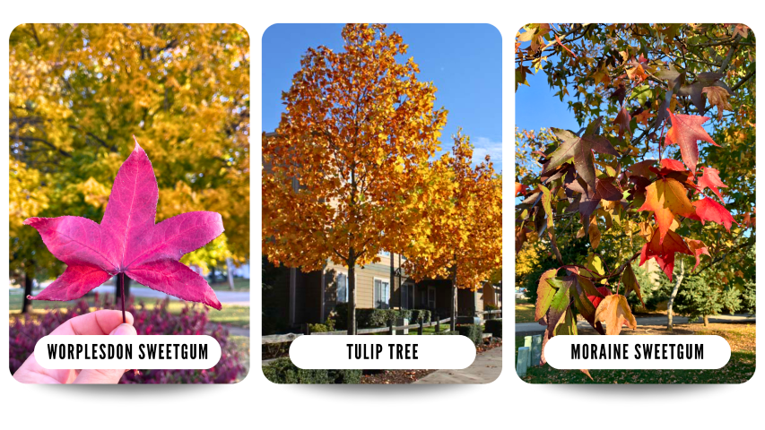 Collage of shade trees showing fall color