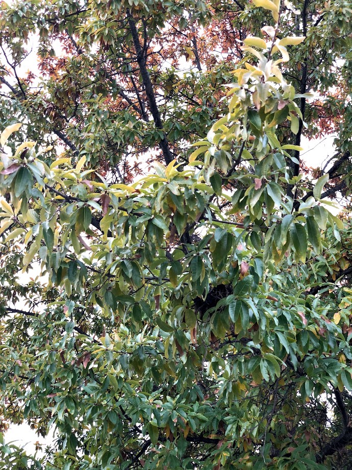 Shingle Oak Foliage Closeup in Fall