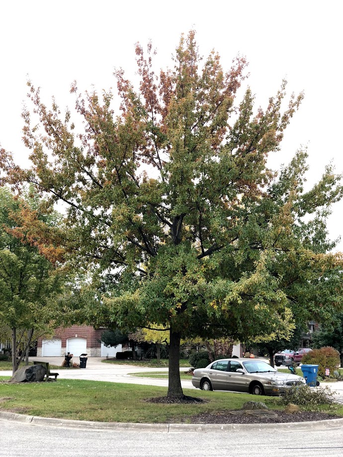 Mature Shingle Oak in Cul de sac Island Changing Colors