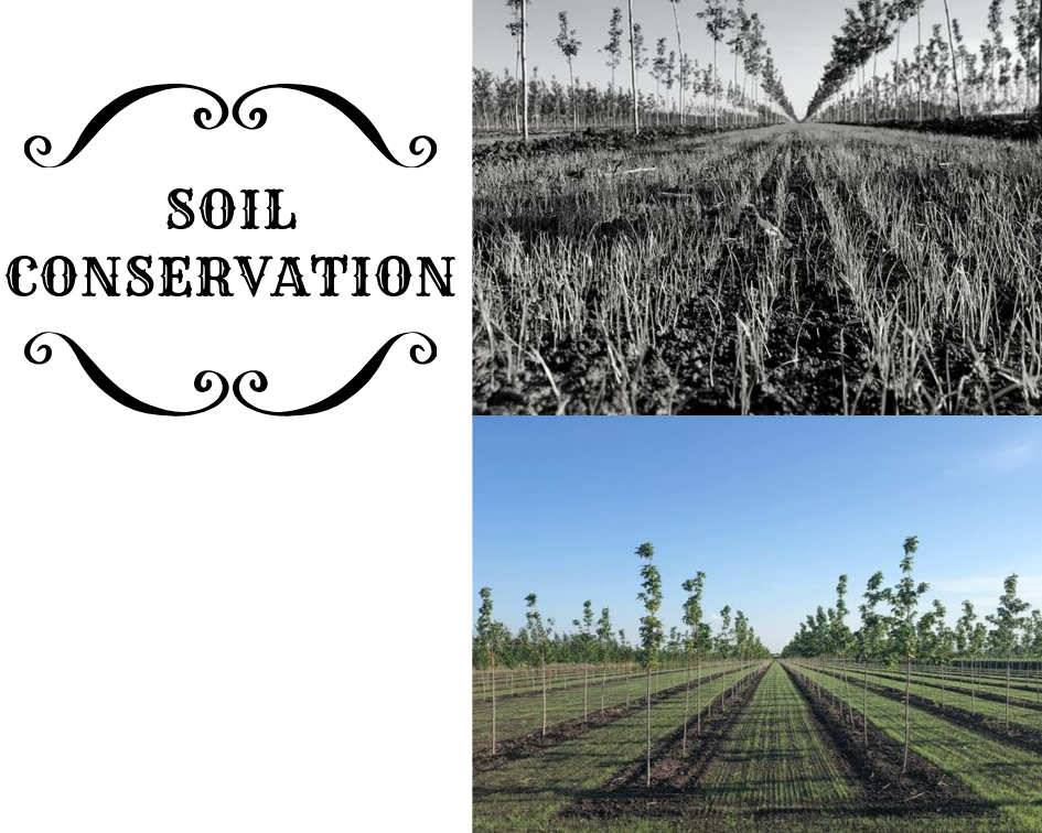 SGN Trees Soil Conservation