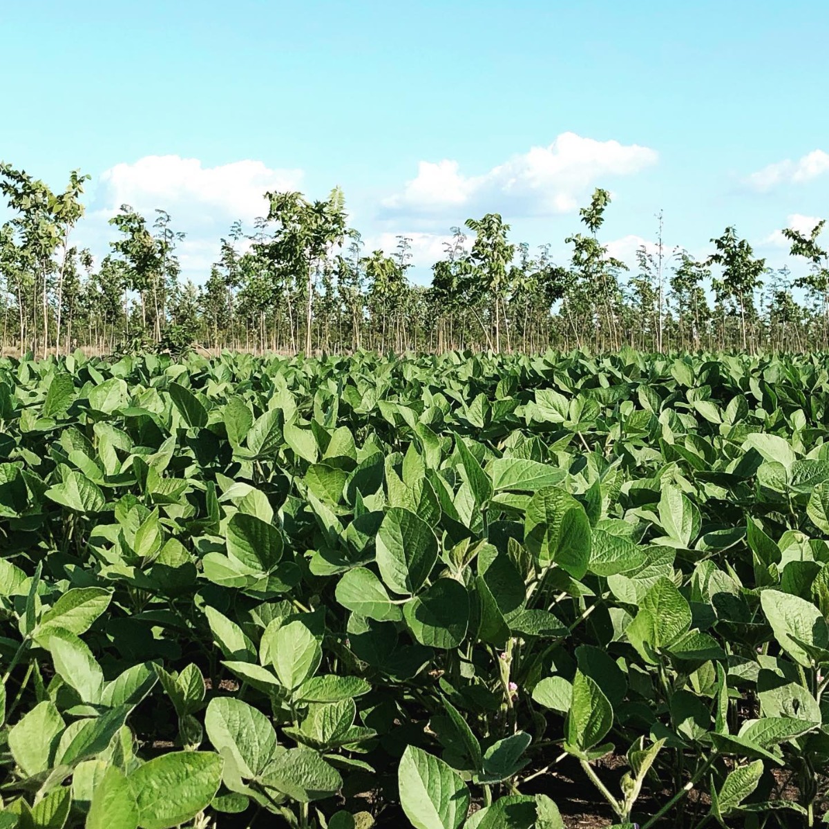 Cover Crop