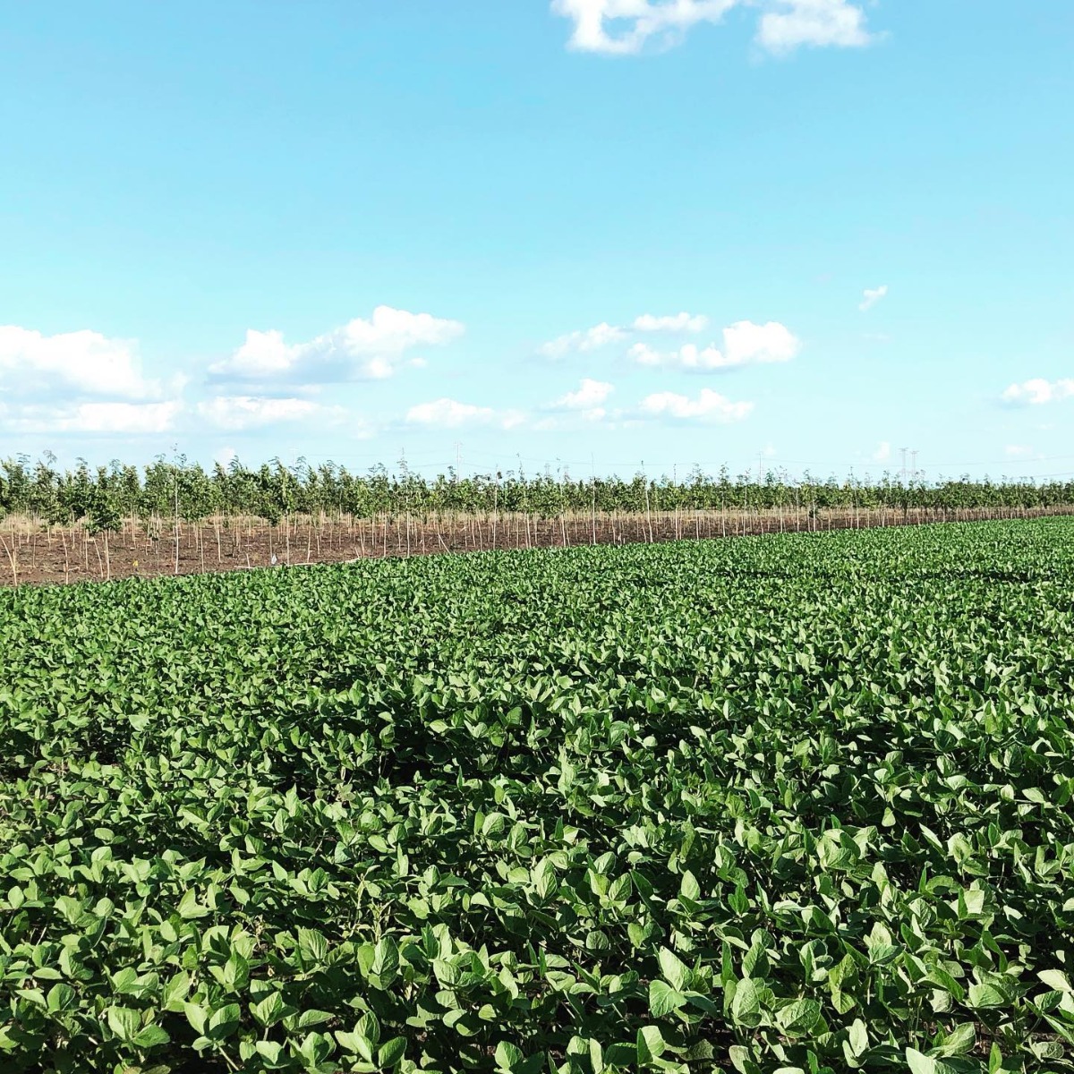 Soybean Cover Crop