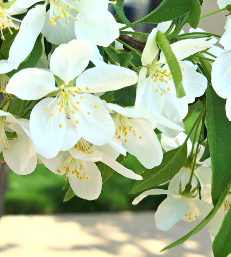 Spring Snow Crabapple in bloom with bright white flowers with yellow stamens and green leaves.