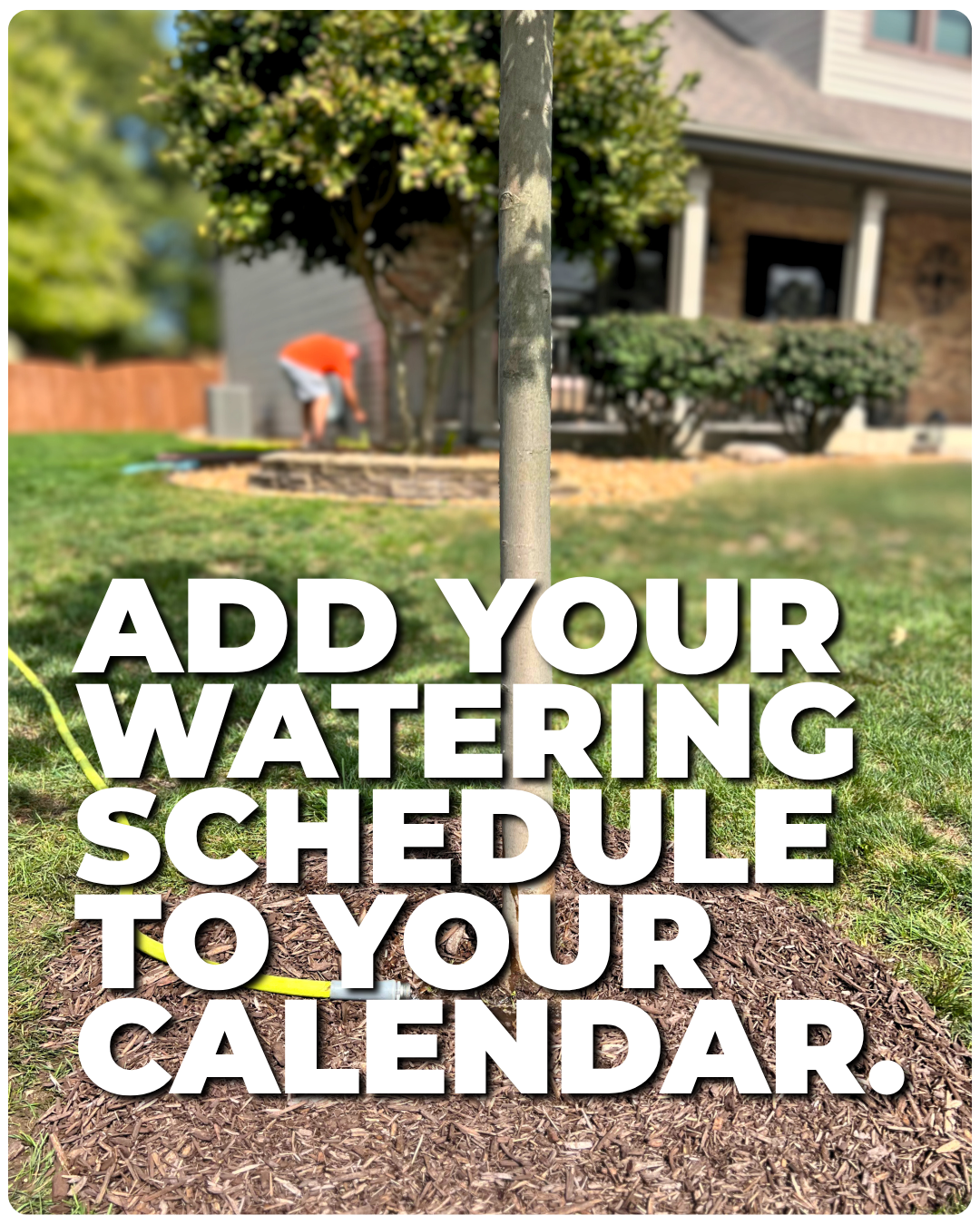 Summer Tree Care Tips