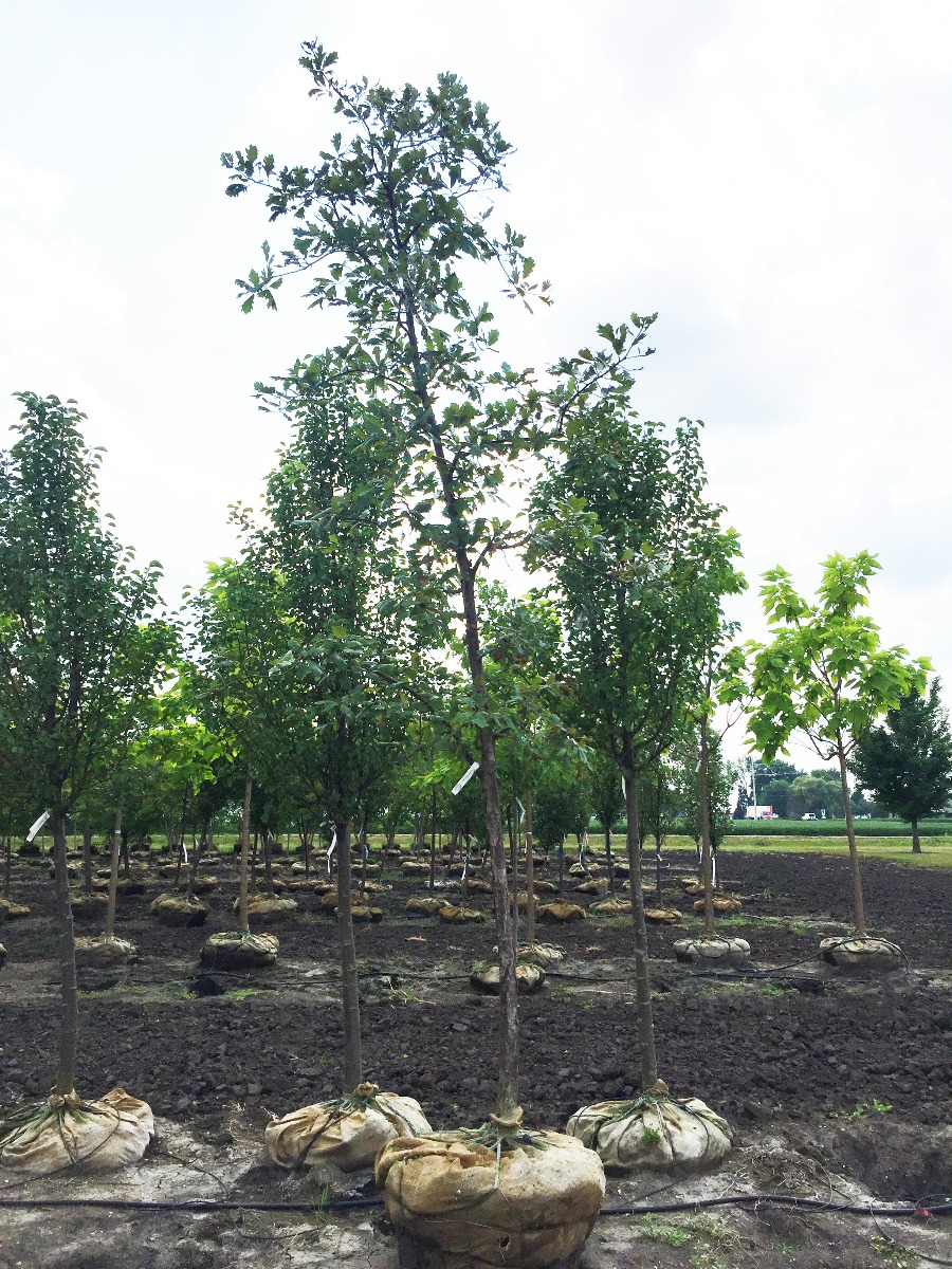 Swamp White Oak in Holding-Yard