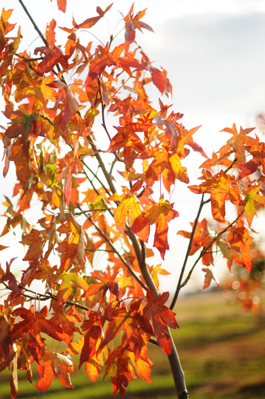 Moraine Sweetgum Fall Foliage with Sun Setting