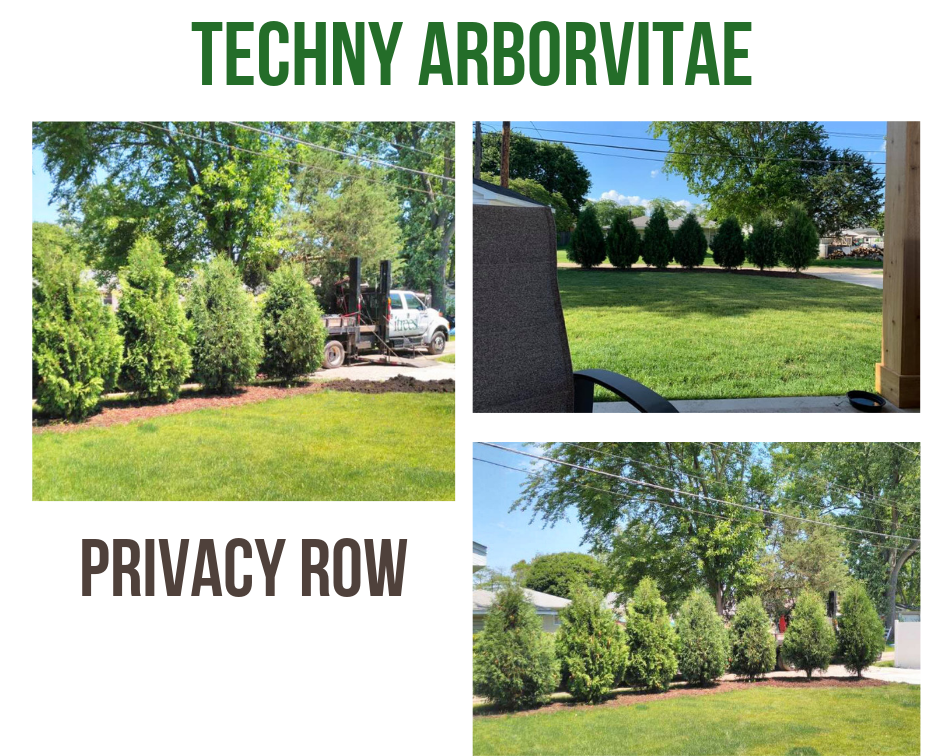 Techny Arborvitae