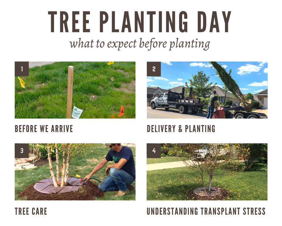 Tree Planting Day Infographic 