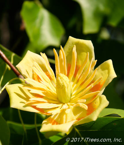 Tulip Tree