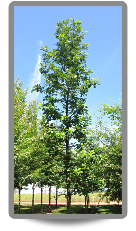 Urban Pinnacle® Oak showing narrow form and green leaves 