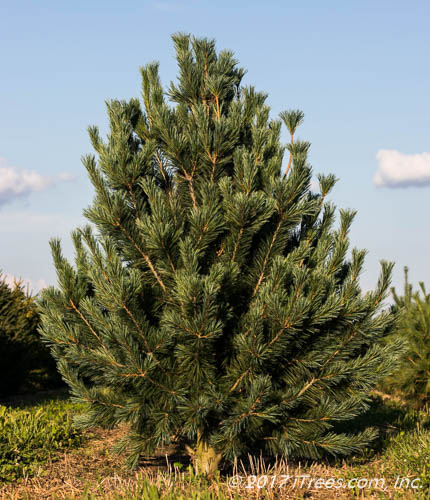 Vanderwolf's Pyramid Pine