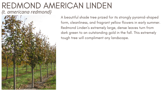 Redmond American Linden