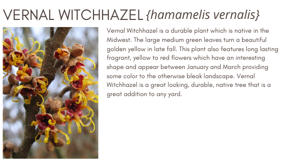 Vernal Witchhazel Healthy Hedge