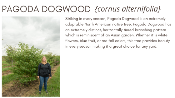Pagoda Dogwood