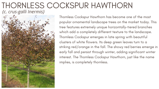 Thornless Hawhorn