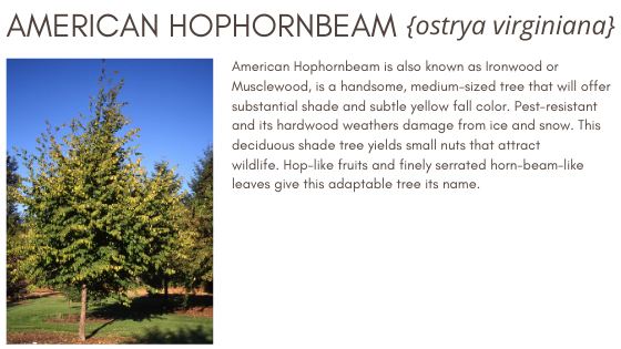 American Hophornbeam 
