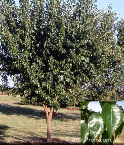 White Shield Osage Orange