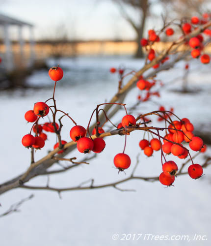 Winter King Hawthorn bright red berries closeup with white snow on ground in background