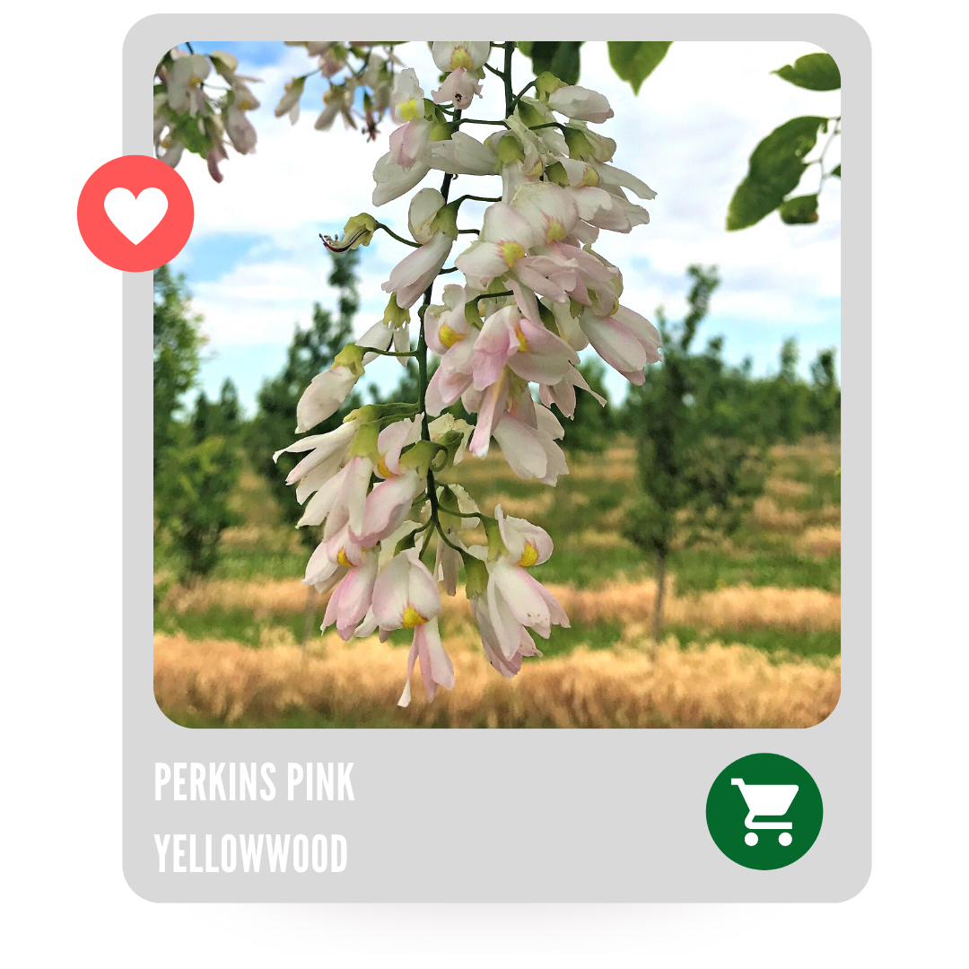 Perkins Pink Yellowwood