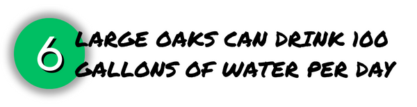 A fully mature oak tree drinks 100 gallons of water a day