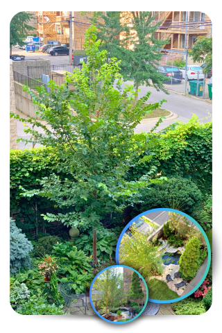 Elm tree in an urban backyard