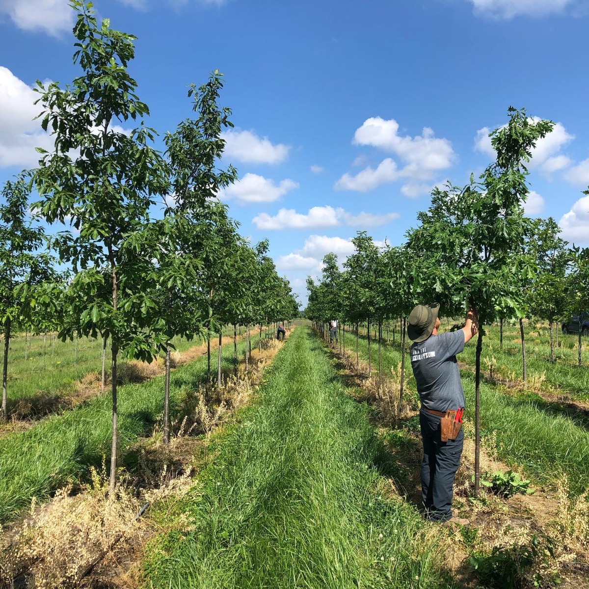 Pruning Oaks