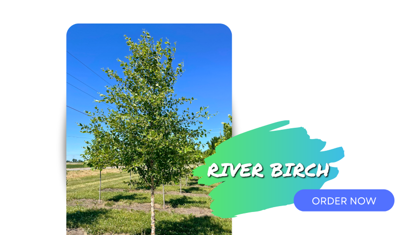 A picture of River Birch growing in the nursery field with green leaves. To the right is a text image of the tree name with a neon green and blue brushstroke and a blue order now button.