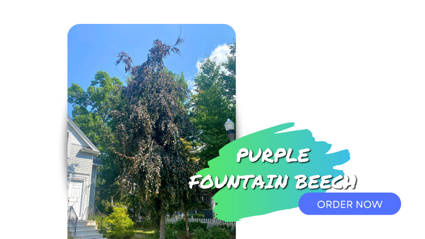 Purple Fountain Beech growing in the front yard of a home with weeping branches and dark purple leaves. To the right is a text image of the tree name with a neon green and blue brushstroke and a blue order now button.