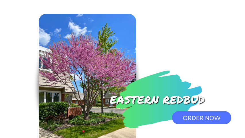 Eastern Redbud in the clump form in full bloom, planted in a front yard of a townhome. Blue Skies in the background. To the right is a text image of the tree name with a neon green and blue brushstroke and a blue order now button.