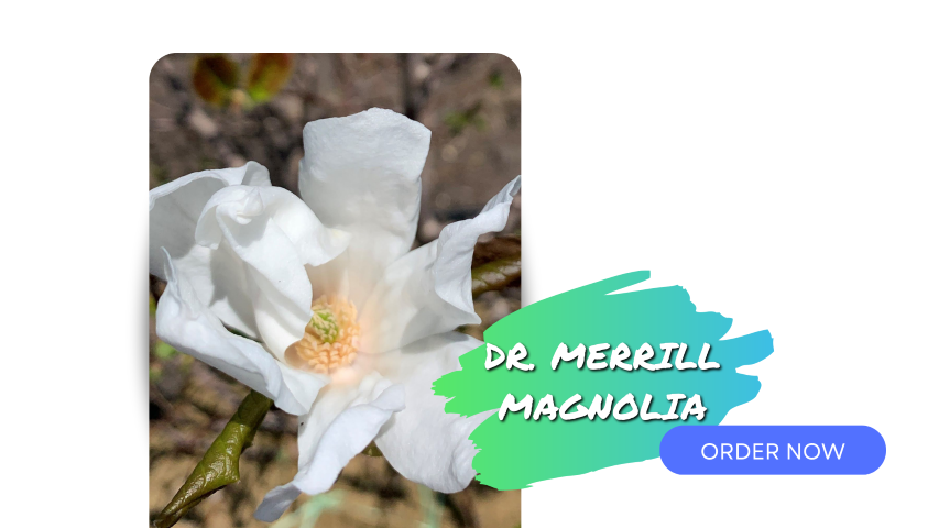 Dr. Merrill Magnolia white flower with yellow centers closeup. To the right is a text image with the name of the tree and a neon colored brushstroke in the background. Blue Order Now button to the right. 