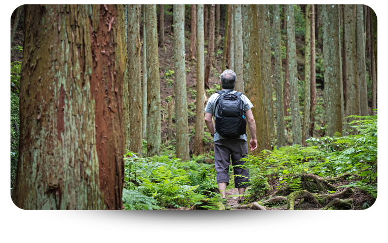 Man walking through a forest of tall trees