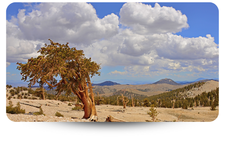 Bristlecone Pine tree in the desert